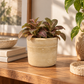 Romi Minimalist Cylindrical Ceramic Planter
