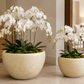 Raya Capri Shell Round Planter Set (Set of 2)