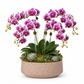 Arvo Modern Cement Bowl Planter