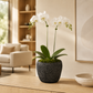 Droven Black Cement Pots
