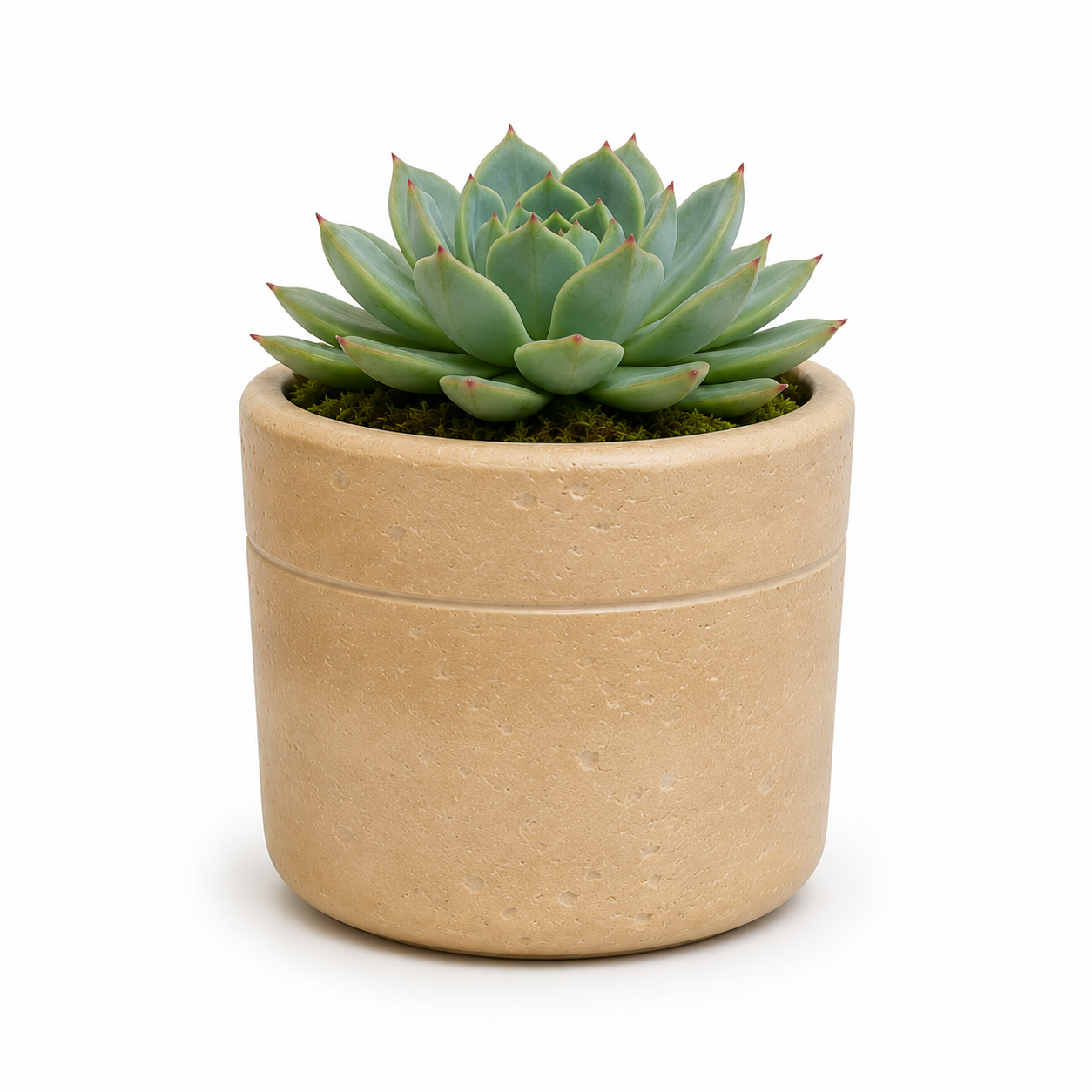Romi Minimalist Cylindrical Ceramic Planter