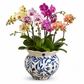 Chloe Chinoiserie Ruffled Rim Ceramic Planter - Small