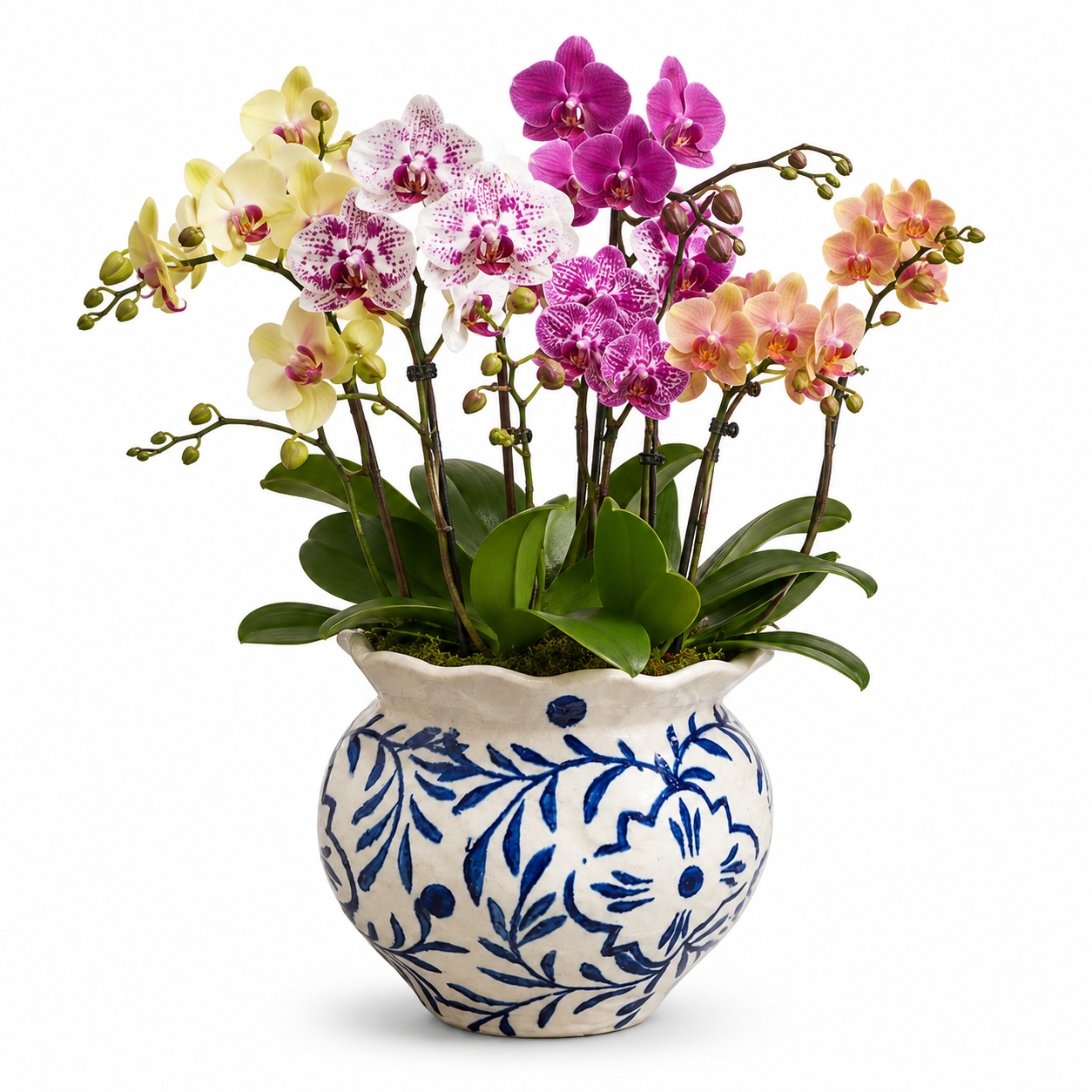 Chloe Chinoiserie Ruffled Rim Ceramic Planter - Small