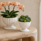 Grellen Rippled Off-White Compote Planters