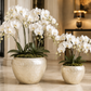Yael Capri Shell Bowl Planter Set (Set of 2)