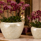 Yael Capri Shell Bowl Planter Set (Set of 2)