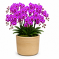 Romi Minimalist Cylindrical Ceramic Planter